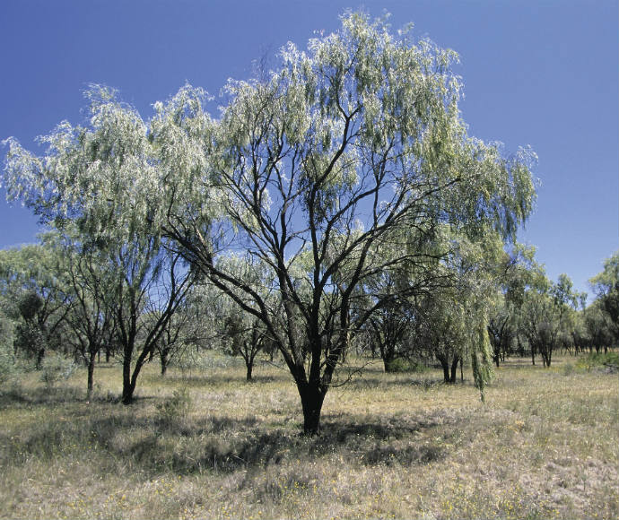 Weeping myall (Acacia pendula) on Darling Riverine Plains 