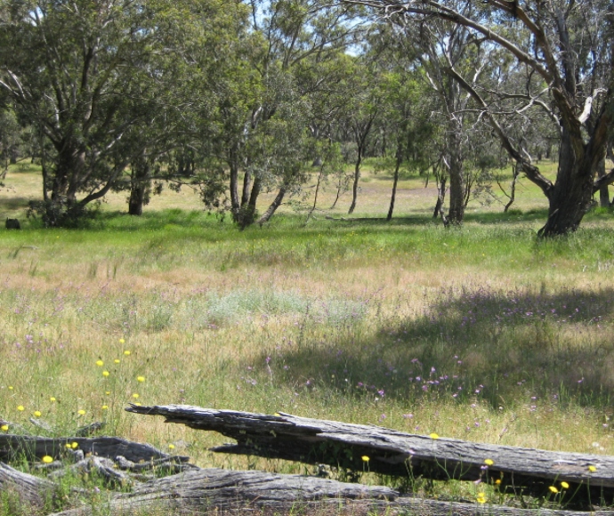 Remnant box-gum woodland provides important habitat and foraging for fauna.