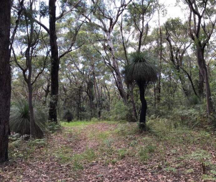 This NSW Central Coast site has healthy grass trees, which are sensitive to Phytophthora infection, despite its proximity to a busy road. The soils at this site probably suppress the disease caused by this pathogen.