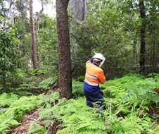 Compliance officer determining suitability of remaining vegetation for future protection