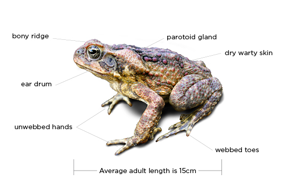Diagram showing parts of a cane toad to help with identification