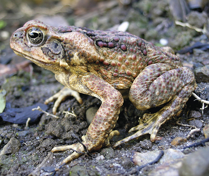 Cane toad (Rhinella marinus, syn. Bufo marinus), subadult on ground