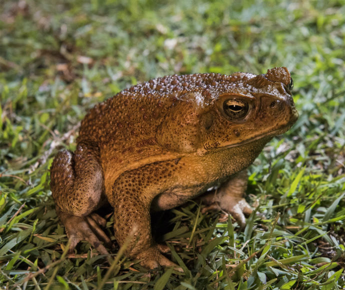 Cane Toads Eating