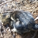 Feral animals like cats are a threat to native animals