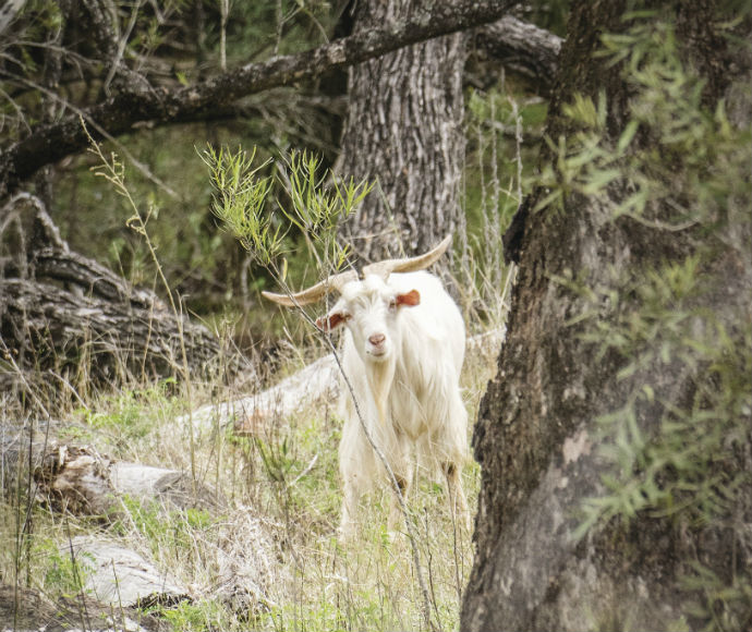 Feral goats destroy native vegetation