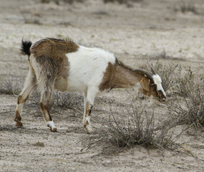 Feral goat causing habitat degradation