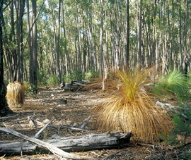 Infection of native plants by Phytophthora cinnamomi. Silvertop Ash Forest. Affected species: Grass Trees (Xanthorrhoea australis) and understorey shrubs
