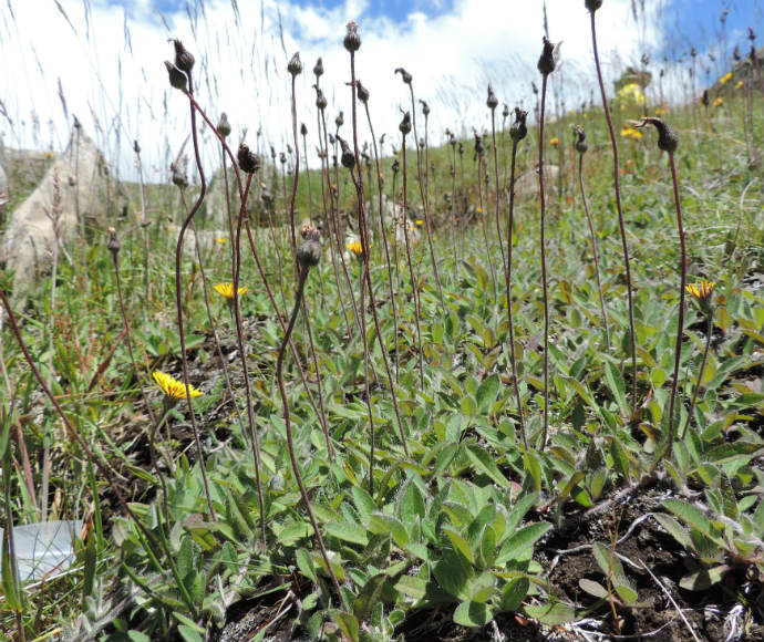Mouse-ear hawkweed (Hieracium pilosella) fruiting, one flower per inflorescence