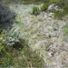 Orange hawkweed (Hieracium aurantiacum) drone detection