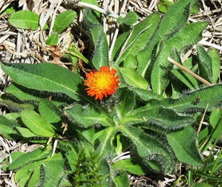 Orange hawkweed (Hieracium aurantiacum) noxious weed