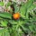 Orange hawkweed (Hieracium aurantiacum) noxious weed
