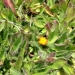 Orange hawkweed (Hieracium aurantiacum) matured flowers