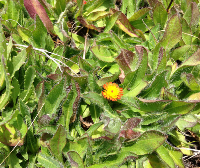 Orange hawkweed (Hieracium aurantiacum) matured flowers