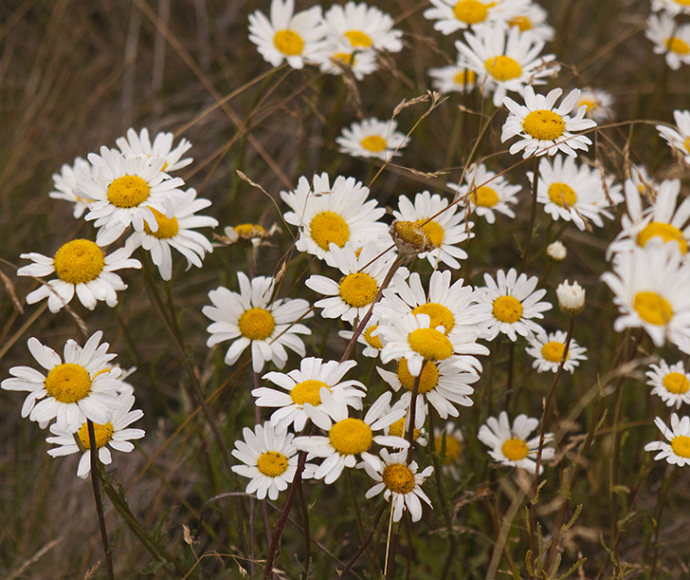 Ox-eye daisy (Leucanthemum vulgare), a weed infestation threat in Kosciuszko National Park