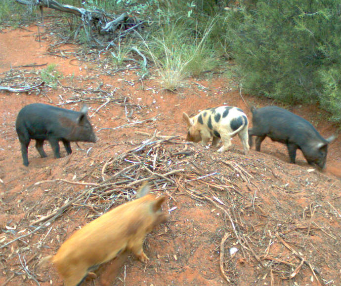 Feral pigs destroy habitat of many native species