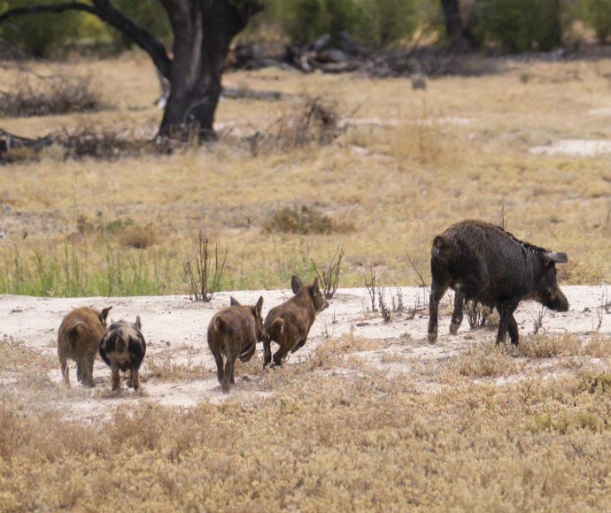 Feral pigs in the wild, Tilpa