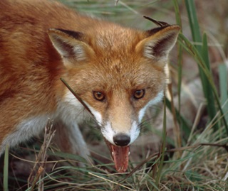 Fox, introduced species, pest and threat to native animals