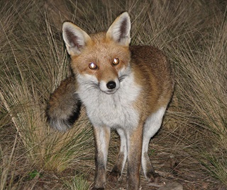 The European red fox (Vulpes vulpes) preys on many species of threatened Australian animals