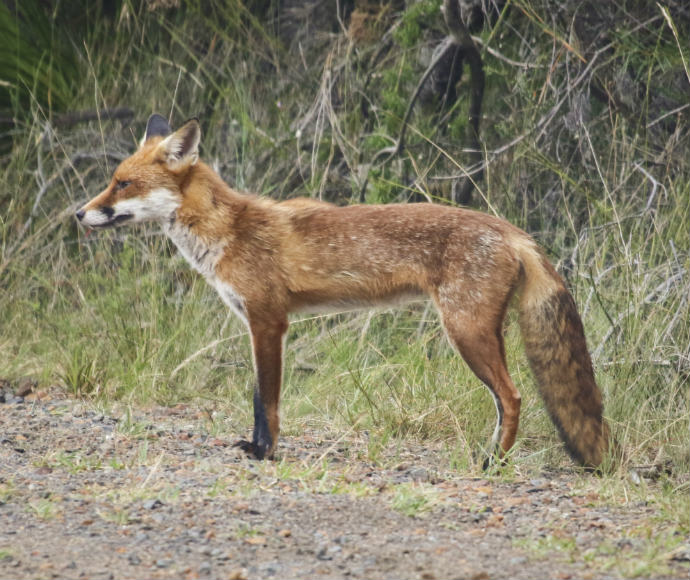 Red fox (Vulpes vulpes), roadside, Royal National Park