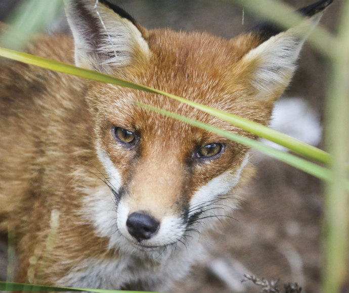 Red fox (Vulpes vulpes), Royal National Park