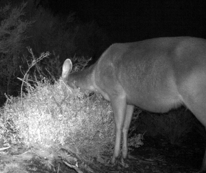 Sambar deer browsing on Pale Pomaderris (Pomaderris pallida). Key Threatening Process: Herbivory and environmental degradation caused by feral deer