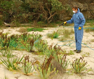 Sea spurge eradication. Ranger spraying invasive beach weed