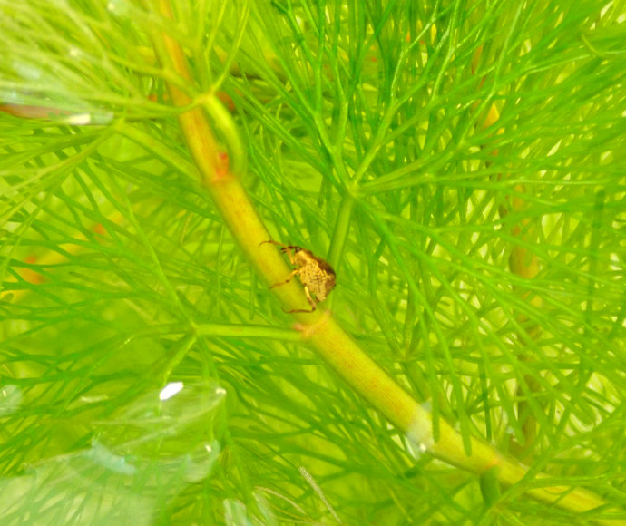 An enlarged shot of a cabomba weevil caught in the act, perched on a sprig of the bright green aquatic cabomba plant