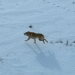 Wild dog in snow, Kosciuszko National Park