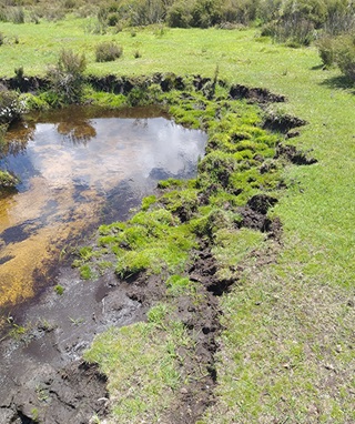 Collapsed stream bank in Kosciuszko National Park showing damage caused by wild horses.