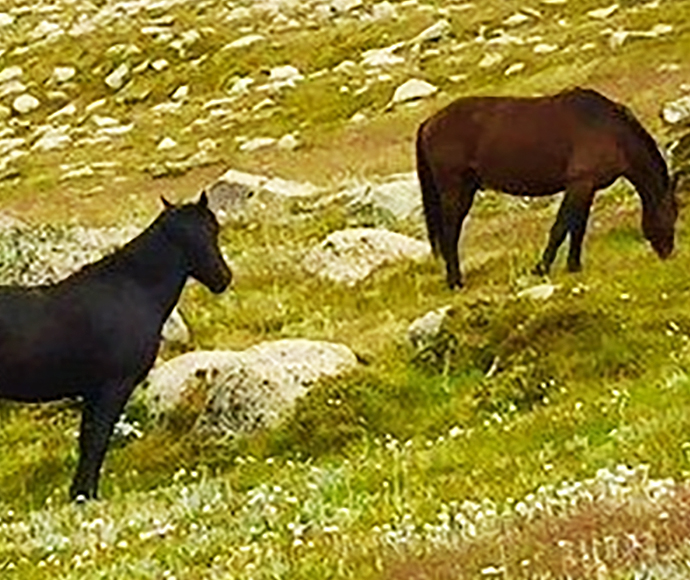 Wild horses in Kosciuszko National Park
