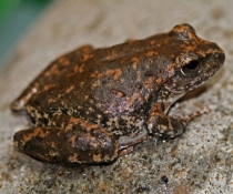 Booroolong frog (Litoria booroolongensis)