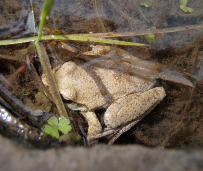 Booroolong frog (Litoria booroolongensis) is a nationally endangered species
