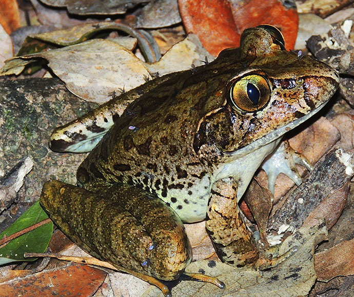 Giant barred frog (Mixophyes iteratus)