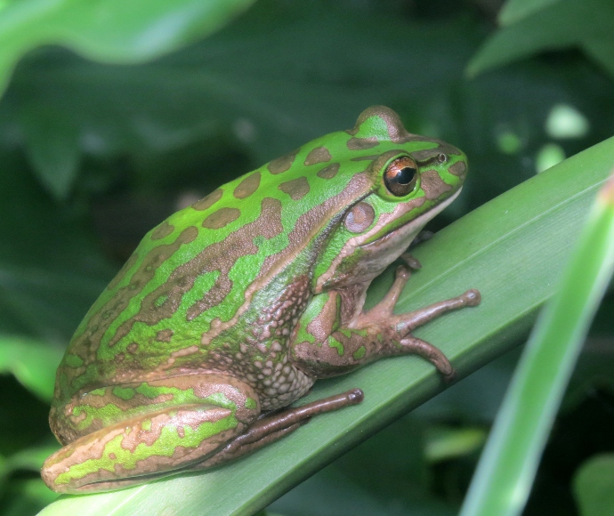 Threatened green and golden bell frog (Litoria aurea)