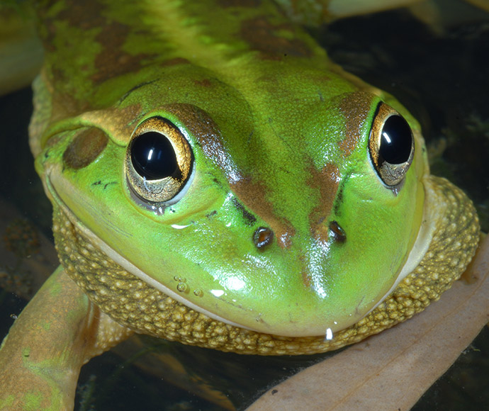 Southern bell frog (Litoria raniformis) is a threatened species from the Murray Darling area of NSW