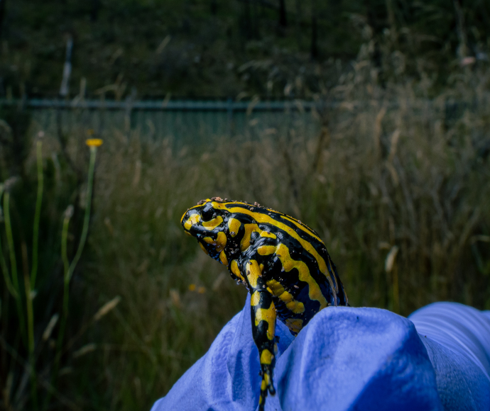 Southern corroboree frog being released in Kosciuszko National Park.