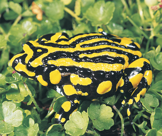 Southern corroboree frog (Pseudophryne corroboree) lives in small pockets of Kosciusko National Park