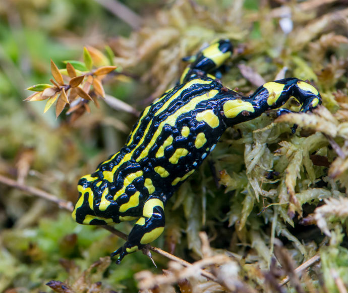 Southern corroboree frog (Pseudophryne corroboree)