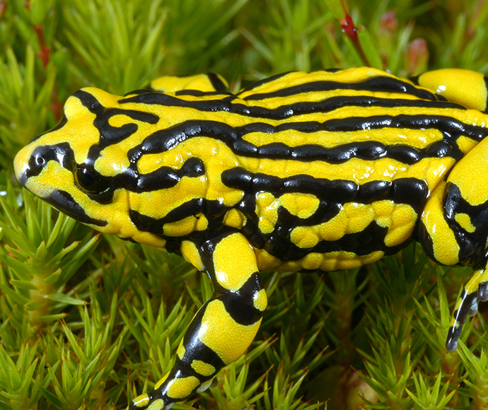 Southern corroboree frog (Pseudophryne corroboree) has bright yellow longitudinal stripes alternating with black stripes on its back.