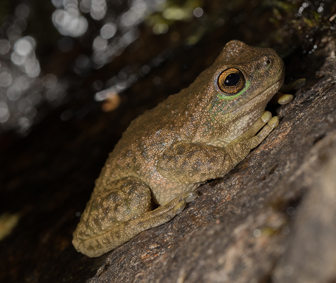 Spotted tree frog (Litoria spenceri)