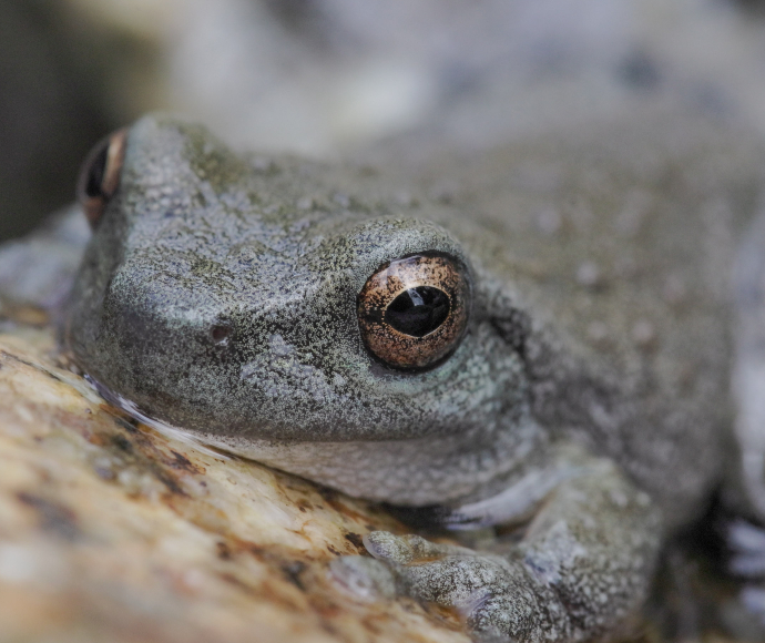  A spotted tree frog in Kosciuszko National Park.