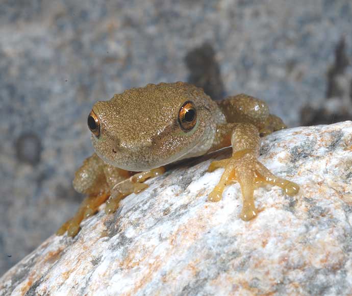 Spotted tree frog (Litoria spenceri)