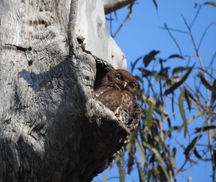 Female barking owl (Ninox connivens) in tree hollow