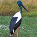 Black-necked stork (Ephippiorhynchus asiaticus)