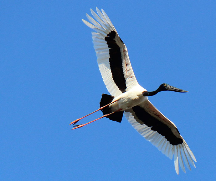 Black-necked stork (Ehippiorhynchus asiaticus) in flight, Gwydir Watercourse