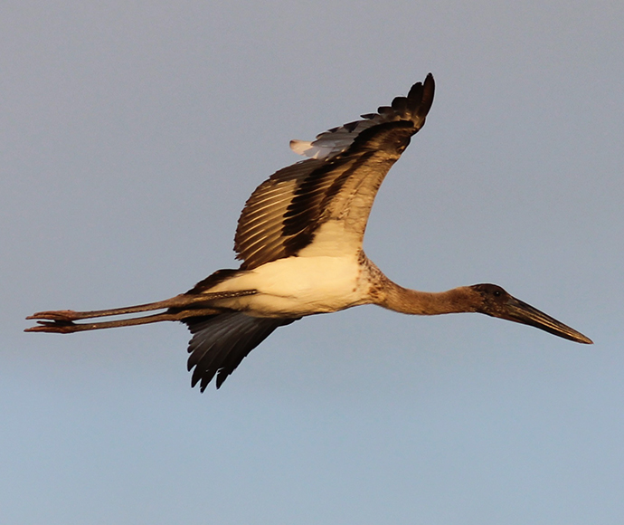 Black necked stork (Ephippiorhynchus asiaticus) in flight, Gwydir wetlands