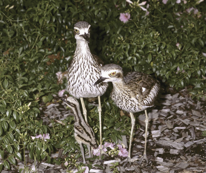 Bush stone-curlews (Burhinus grallarius), pair with chick