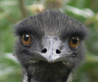 Coastal emu (Dromaius novaehollandiae) endangered species.