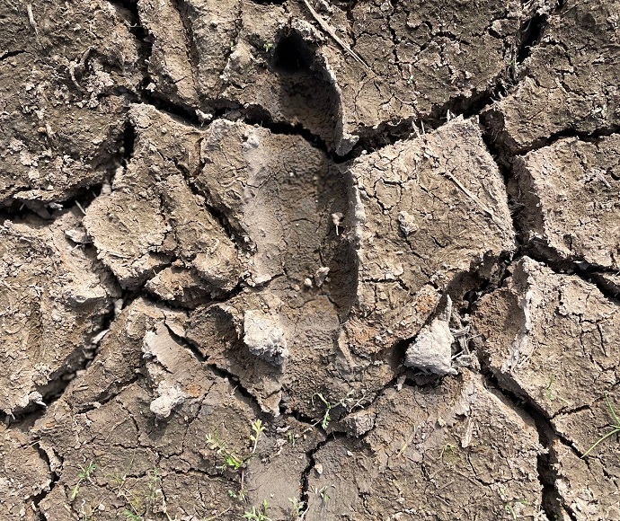Coastal emu footprint in muddy ground