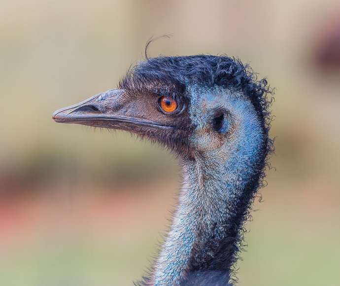 Coastal emu (Dromaius novaehollandiae) population on the NSW north coast is endangered